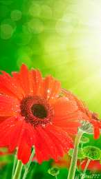 С герберами Оранжевые герберы фото. Герберы фото букетов. Белые герберы фото.