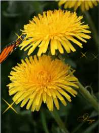 С одуванчиками Одуванчик картинка для детей. Фото одуванчика Одуванчики фотообои.