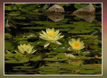 С лотосом Белый лотос фото. Картинка с надписью Лотос. фото лотоса на воде. 