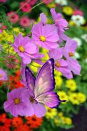 С космеями На цветке Сиреневой космеи. Открытка мерцающая цветки космеи.