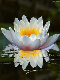 С лотосом Самые красивые лотосы фото GIF картинка Лотос. Живая картинка лотоса.