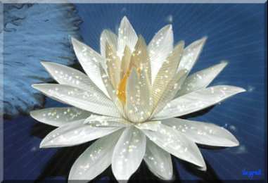 С лотосом Самые красивые лотосы фото GIF картинка Лотос. Живая картинка лотоса.