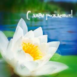 С лотосом Самые красивые лотосы фото GIF картинка Лотос. Живая картинка лотоса.