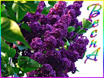 С сиренью Открытка С Днём рождения С сиренью. Открытка на 1 Мая с сиренью.