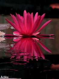 С лотосом Открытка лотосы на воде. Открытка с днем Нептуна, с цветком лотоса.