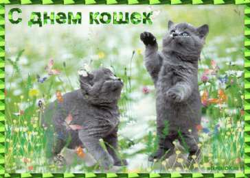 С Всемирным днём кошек Красивые картинки с днем кошек. Прикольные открытки с Днем кошек.