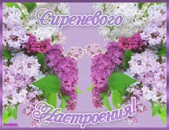 Открытки С сиренью Красивые картинки с сиренью. Анимационные картинки с сиренью. Картинка с сиренью. Красивая картинка с сиренью. Поздравительные открытки с сиренью. Открытки с изображением сирени. Скачать бесплатно сирень. Открытка сирень своими руками.