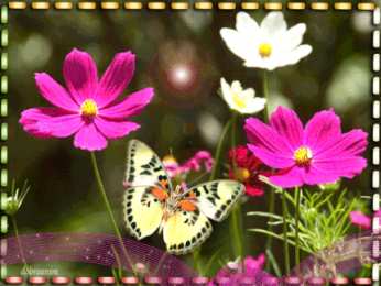 С космеями Открытка розовые цветы космеи. Открытка Космея и ромашка.   