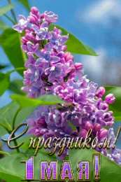 Открытки С сиренью Открытка чтоб смех твой слышался всегда, цветов, улыбок, солнца и тепла!  Картинки на рабочий стол с сиренью. GIF открытка с сиренью. Поздравительные открытки с сиренью.   Открытка с сиренью. Открытки С сиренью. Открытки с сиренью с днём рождения.