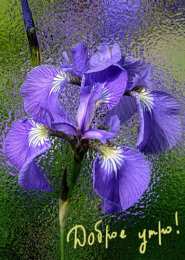 С ирисами Открытка сказочного денёчка с фиолетовыми ирисами и бабочкой.