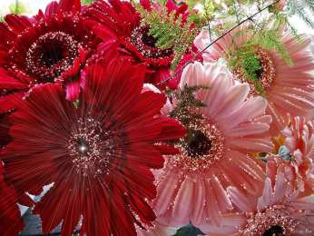 С герберами Скачать бесплатно картинки с герберами. Картинки с цветами герберами.