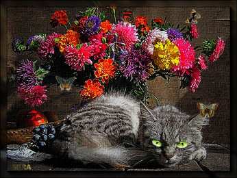 С астрами Фото Астры и хризантемы. Астры букет фото. Красивые Астры фото.