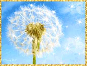 С одуванчиками Одуванчик картинка для детей. Фото одуванчика Одуванчики фотообои.