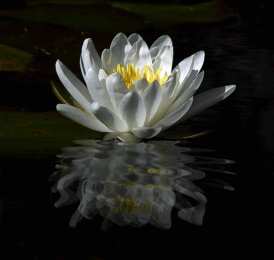 С лотосом Самые красивые лотосы фото GIF картинка Лотос. Живая картинка лотоса.