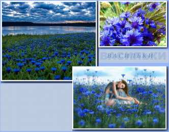 С васильками Картинки с васильками и ромашками. Красивые картинки с васильками.