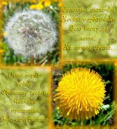 С одуванчиками Открытка мерцающая с одуванчиками белыми в стеклянной вазе. 