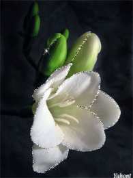 С фрезиями  Скачать букет фрезий фото. Фрезия фото GIF. Фрезия на клумбе открытка.