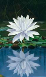 С лотосом Открытка лотосы на воде. Открытка с днем Нептуна, с цветком лотоса.