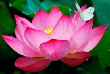 С лотосом Открытка цветок лотоса и лист на воде. Открытка Лотос на стебле.