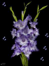 С гладиолусами Открытка розовые гладиолусы и розовые сердечки на сером фоне.