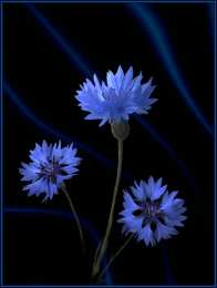 С васильками Картинки с васильками и ромашками. Красивые картинки с васильками.