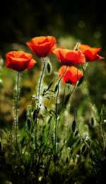 С маком Открытка для Насти ко Дню рождения с множеством красок маков.