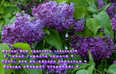 С сиренью Открытки картинки с сиренью. Открытки Доброе утро с сиренью.