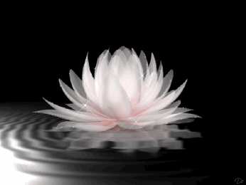 С лотосом Самые красивые лотосы фото GIF картинка Лотос. Живая картинка лотоса.