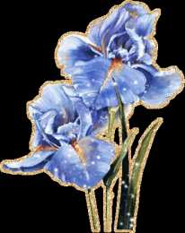 С ирисами Красивые фото ирисов. Ирисы фото на рабочий стол. Картинки цветов ириса.