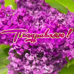 Открытки С сиренью Фото сирень в цвету. Красивый букет сирени. Открытки С днём сирени. Фото сирени. Открытки С днём рождения с сиренью. Открытки с изображением сирени. Скачать бесплатно сирень. Фото сирени весной. Фото сирень в цвету. Красивый букет сирени.