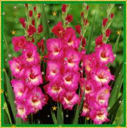 С гладиолусами Открытка розовые гладиолусы и розовые сердечки на сером фоне.