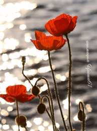 С маком Открытка для Насти ко Дню рождения с множеством красок маков.