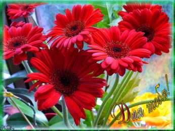 С герберами Открытки С днём рождения с герберами. Открытки с герберами. 