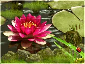 С лотосом Белый лотос фото. Картинка с надписью Лотос. фото лотоса на воде. 