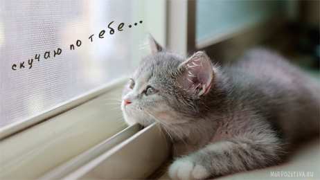 Я скучаю Картинка Я скучаю по тебе любимый. Картинка Я скучаю без тебя.