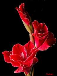 С гладиолусами Открытка розовые гладиолусы и розовые сердечки на сером фоне.