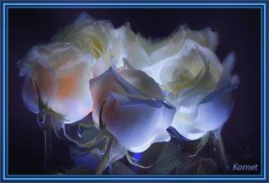 С белыми розами Открытка с одной белой розой. Открытка Белые розы в вазе.   