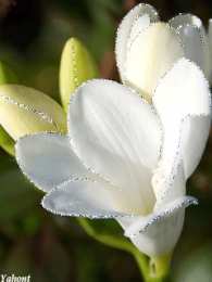 С фрезиями  Скачать букет фрезий фото. Фрезия фото GIF. Фрезия на клумбе открытка.