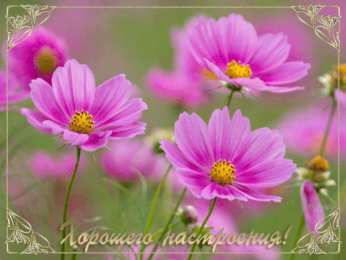 С космеями На цветке Сиреневой космеи. Открытка мерцающая цветки космеи.