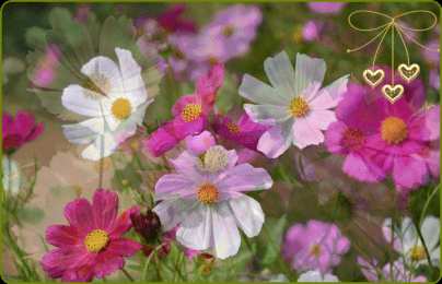 С космеями Открытка розовые цветы космеи. Открытка Космея и ромашка.   