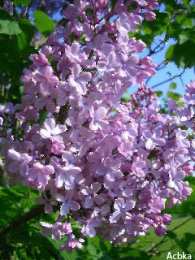 Открытки С сиренью  Открытка Любимой бабушке, с букетом сирени в хрустальной вазе. Открытка весну встречай, Она идёт, удачу за собой несет, я открытка с прыгающими бабочками и букетом из белой и Сиреневой сирени. Открытка чтоб смех твой слышался всегда, цветов, улыбок, солнца и тепла!