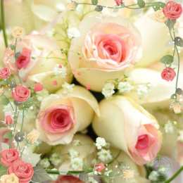 С белыми розами Картинки с белыми розами скачать. Красивые картинки с белыми розами.