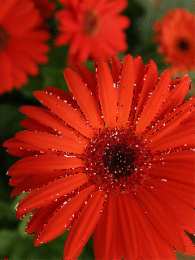 С герберами Оранжевые герберы фото. Герберы фото букетов. Белые герберы фото.