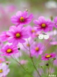 С космеями На цветке Сиреневой космеи. Открытка мерцающая цветки космеи.