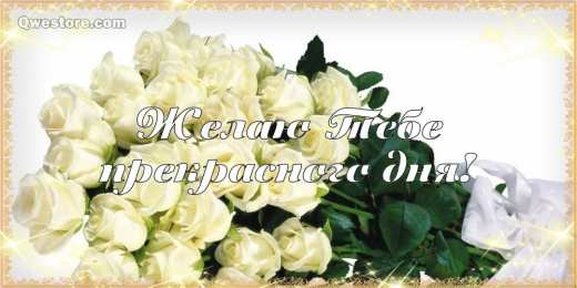 С белыми розами Картинки с белыми розами скачать. Красивые картинки с белыми розами.