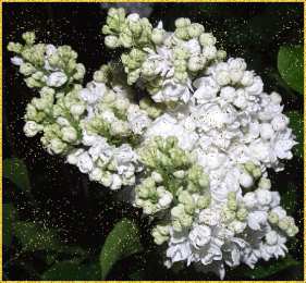 Открытки С сиренью Открытки чудесного весеннего настроения с цветами сирени.    Открытка с днём рождения, с букетом фиолетовой сирени в корзине. Открытка с пожеланиями счастливой весны и цветущей сиренью. Открытка веточка сирени для тебя. Открытка Приятного вечера с букетом сирени.