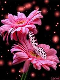 С герберами Открытка с днём рождения с фоном из разноцветного терьеров. 