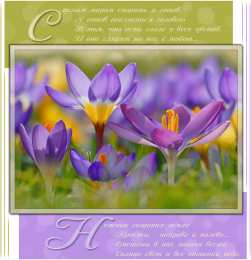 С крокусами Открытка С Днём рождения С белым крокусом и фиолетовыми прожилками.