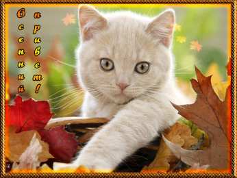 Осенний приветик Открытки осенний Приветик. Бесплатные открытки осенний Привет.