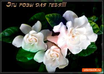 С белыми розами Картинки с белыми розами скачать. Красивые картинки с белыми розами.